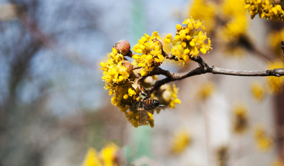 Yellow flowers. The concept of the arrival of spring.Honey production.  Flowering apple tree in spring. Blooming tree, close up. Honey Bee collects pollen from fruit tree. Dogwood tree in bloom.