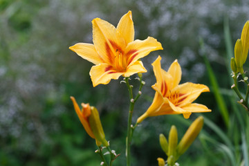 Fototapeta na wymiar Orange daylilies in a flowering garden on a clear summer day.