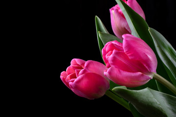 Three pink tulips against the black background. Copy space