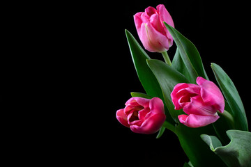 Obraz premium Three pink tulips against the black background. Copy space