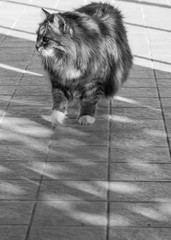 Long haired cat of siberian breed in relax in a garden