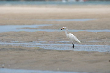 Egret