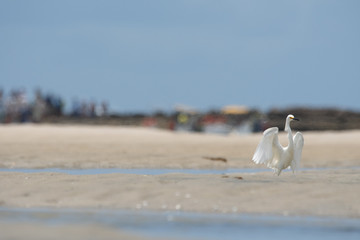 Egret
