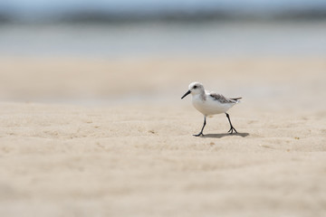 Turnstone
