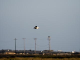 Birds of Bolsa Chica Wetlands