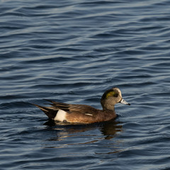 Birds of Bolsa Chica Wetlands