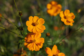 Sulphur Cosmos, orange wildflower