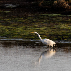Birds of Bolsa Chica Wetlands