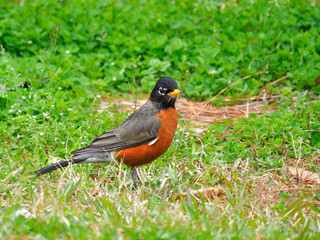 Close Up of a Male Robin in the Grass Foraging for Food