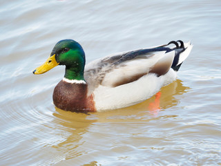 Closeup of a Male Mallard Duck Swimming in a Lake
