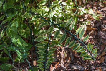 Devil's Backbone, close-up