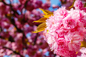 Soft pink sakura blossom in garden. Cherry blossom on twigs, closeup. Sakura power flowers. Sakura flower live wall