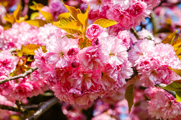Soft pink sakura blossom in garden. Cherry blossom on twigs, closeup. Sakura power flowers. Sakura flower live wall