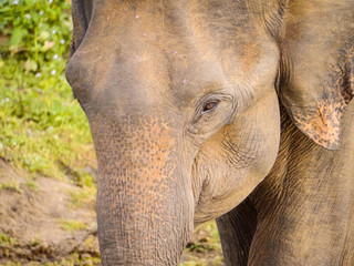 Fototapeta premium Close-Up of a juvenile Sri Lankan elephant (Elephas maximus maximus) wandering through Udawalawe Nationalpark