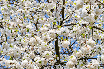 White sakura blossom in garden. 