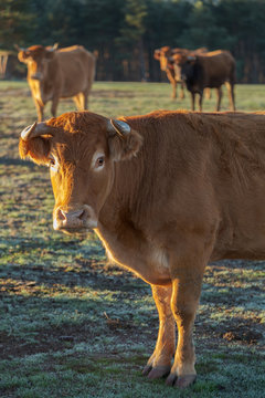 Cow that ruminates first thing in the morning observes us with curiosity next to its flock