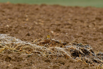 sweet gold bunting bird hides in the field