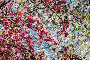 Soft pink sakura blossom in garden. Cherry blossom on twigs, closeup. Sakura power flowers. Sakura flower live wall