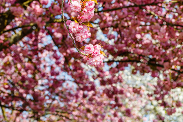 Soft pink sakura blossom in garden. Cherry blossom on twigs, closeup. Sakura power flowers. Sakura flower live wall