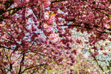 Soft pink sakura blossom in garden. Cherry blossom on twigs, closeup. Sakura power flowers. Sakura flower live wall