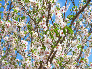 White and Pink full bloom Almond tree.