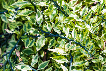 Devil's Backbone, close-up