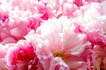 Soft pink sakura blossom in garden. Cherry blossom on twigs, closeup. Sakura power flowers. Sakura flower live wall
