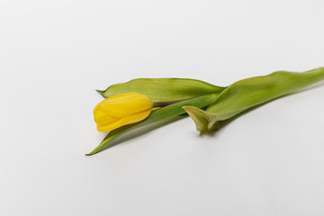 Yellow tulip on a white background