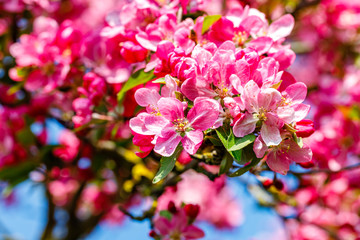 Fototapeta premium Pink apple tree blossom in garden.