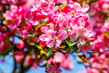 Pink apple tree blossom in garden.