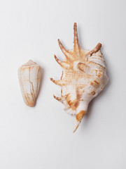  Sea shells on a white background