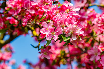 Pink apple tree blossom in garden.
