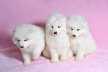 Three beautiful little cute samoyed white dog puppy in the wicker basket on the light pink background. Animal babies picture card. Lovely adorable fluffy pets. Lush fur
