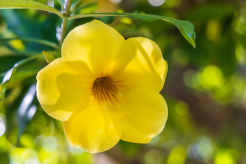 Obraz premium Allamanda, yellow flower bloom close-up