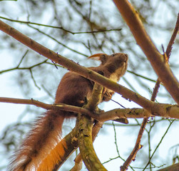 Obraz premium squirrel on tree