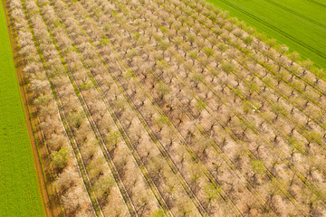 White full bloom Almond trees plantation, Aerial view.