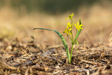 Yellow star of Bethlehem (Gagea lutea) early spring flower, an Eurasian flowering plant in the family Liliaceae, a bulb-forming perennial herb with lanceolate leaves and yellow flowers.