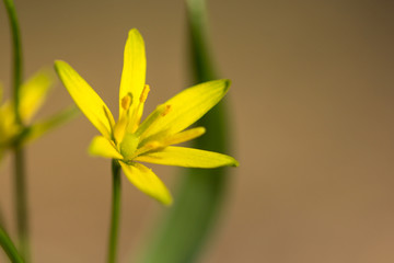 Yellow star of Bethlehem (Gagea lutea) early spring flower, an Eurasian flowering plant in the family Liliaceae, a bulb-forming perennial herb with lanceolate leaves and yellow flowers.