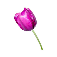 Pink tulip on the natural background