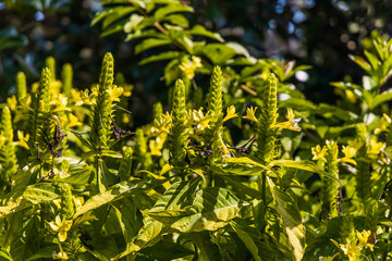 Small yellow flowers on long stem isolated
