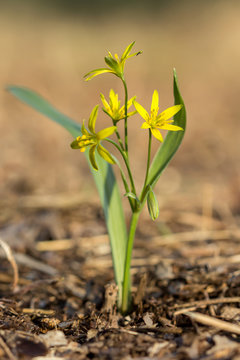 Yellow star of Bethlehem (Gagea lutea) early spring flower, an Eurasian flowering plant in the family Liliaceae, a bulb-forming perennial herb with lanceolate leaves and yellow flowers.