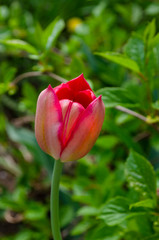 Red tulip on the natural background