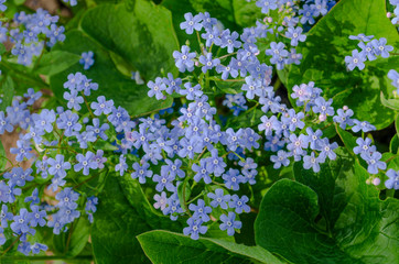 Blooming Bruner large-leaved (lat. Brunnera macrophylla) in the garden