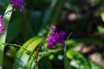 Purple Graphite Ground Orchid, close-up