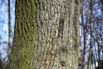 A fragment of the trunk of an old tree.