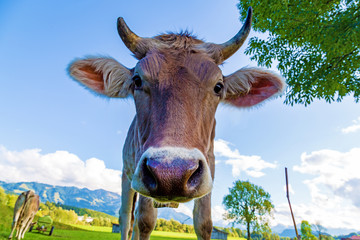 Kuh - Allgäu - lustig - Hörner - niedlich