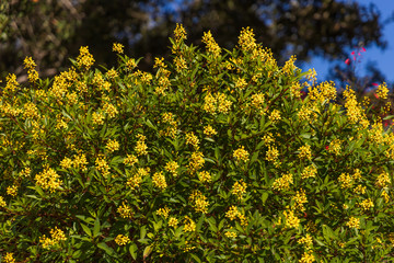 Yellow flowering hedge with tree and blue sky background