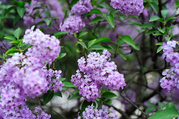 Blooming lilac flowers