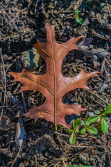 Northern Red Oak leaf