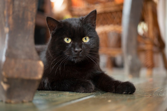 Young black bombay cat with yellow eyes lying on the floor.